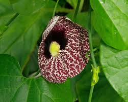 Image result for Aristolochia littoralis
