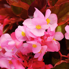 Image result for Begonia bequaertii