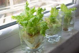 You can do this by snipping the leaf close to the base of the plant. How To Regrow Lettuce From Scraps Gardener S Path