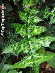 Image result for Acanthus montanus