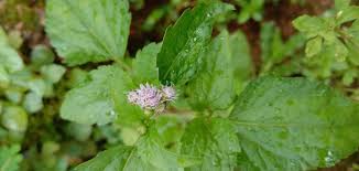 Image result for Ageratum conyzoides