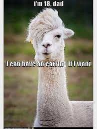 Ohhh Yes Llama Pictures Funny Llama Animal Memes Clean