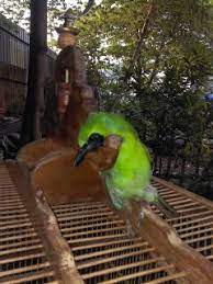 Burung cucak ijo cukup populer di indonesia sendiri yang ikut meramaikan dunia para. Cucak Ijo Mati Otorantai S Blog