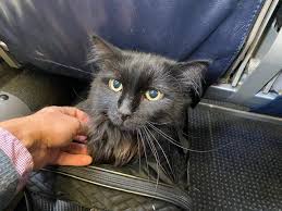 The rescue began in chicago, il in 2008 and expanded to portland, or in 2014. Thanks To A Microchip Sasha The Cat Returned Home After 5 Years