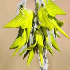 Image result for Crotalaria quarrei