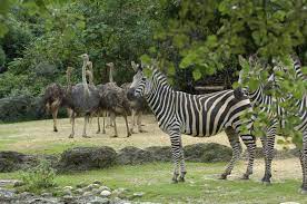 Zoo And Botanical Gardens In Sanford Fl Florida Zoo Zoo Culture Travel
