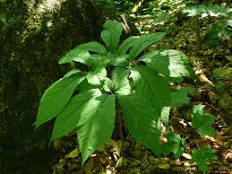 Que ce soit la racine rouge ou la blanche du ginseng panax, elles sont toutes les deux utilisées à usage médical. Sais Tu Que Le Ginseng A Cinq Folioles Est Une Espece Recherchee Au Quebec Depuis Plus De 300 Ans