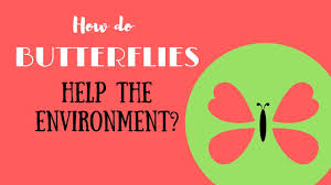 Carrot tops (with the greens), garlic, green onions, and potatoes all work. How Can Butterflies Help The Environment Youtube