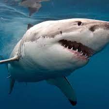 The great white shark (carcharodon carcharias), also known as the white shark, white pointer, or simply great white, is a species of large mackerel shark which can be found in the coastal surface waters of all the major oceans. Warmer Seas Will Not Lure Great White Sharks To Uk Experts Say Sharks The Guardian