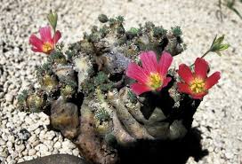 Image result for Monsonia