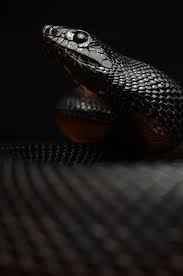 Onyx Snake Black Mamba Snake Pine Snake Snake