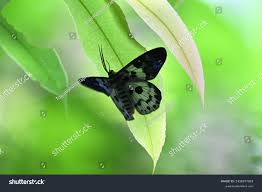 Image result for Dysphania procera