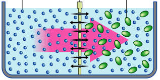 الخاصية الأسموزية والنقل النشط محاضرة 5 رقيم
