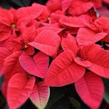 The Toxicity Of A Poinsettia Is Mild However If The Sap Enters A Human Eye It Can Cause Temporary Blindness Poinsettia Poisonous Plants Plants