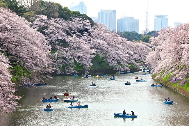 Mga resulta ng larawan para sa Sakura Chidorigafuchi, Imperial Palace in Tokyo"