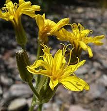 Image result for Crepis urundica