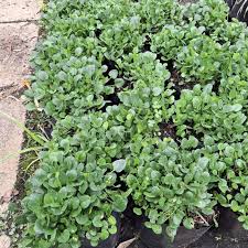 Image result for Falkia