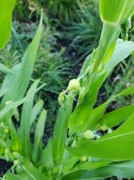 Image result for Coix lacryma-jobi