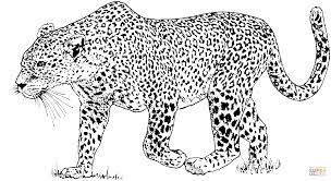 Maybe you would like to learn more about one of these? Amur Leopard Coloring Pages B111 Coloring Pages Correction