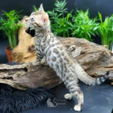 Purchasing a rising sun kitten ~ our kittens for sale are vet checked, fiv snap blood test, tica registered & come with a minnesota board of silver/snow show breeders: Bengal Best