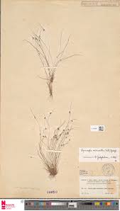 Image result for Lipocarpha micrantha