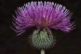 Pin On Thistles