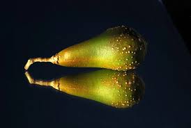 Image result for Schrebera trichoclada