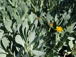 Image result for Hertia