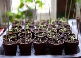 Endivien im eigenen garten aussäen. Vorkultur Krauter Im Zimmer Oder Unter Folie