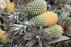 Antigua black pineapple for sale. Ttg Features The Latest On Barbuda S Post Irma Recovery Efforts