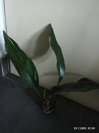 Image result for Kořenokvětka Aspidistra