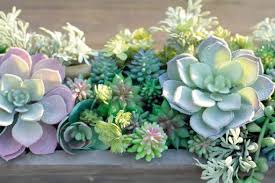 I asked the floral guy at michaels one day and he told me to. How To Make The Perfect Diy Artificial Succulent Arrangement