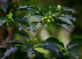 Image result for Peddiea