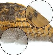Vernacular names edit wikidata 'western barn owl'. Separated Barn Owl Wing Tyto Alba Download Scientific Diagram