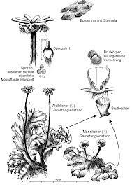 Check spelling or type a new query. Ohne Moos Nix Los Moose Im Okologisch Botanischen Garten Der Universitat Bayreuth Eduard Hertel Pdf Free Download