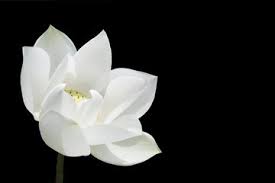 We did not find results for: Free White Flower Black Background Images Pictures And Royalty Free Stock Photos Freeimages Com