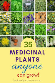 35 Easy To Grow Medicinal Plants To Make Your Own Herbal