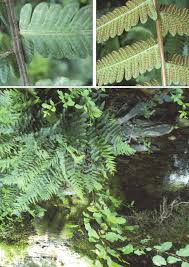 Image result for Christella dentata
