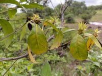 Image result for Leptactina