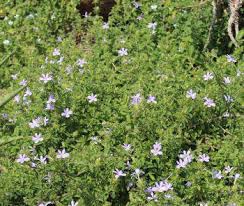 Image result for Barleria capitata
