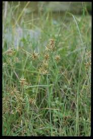 Image result for Pycreus flavidus