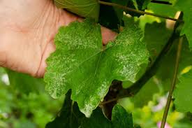 Image result for peronospora grapevine