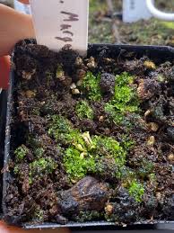 Image result for Genlisea margaretae