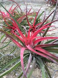 Image result for Bonamia velutina