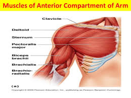 Want to learn more about it? Anatomy Of The Upper Arm Muscles Anatomy Drawing Diagram