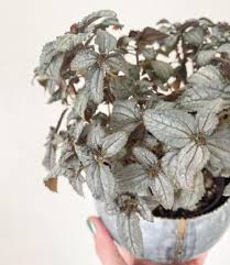 There are a great variety of plants with large leaves and red flowers. 19 Classy Silver Leaf Houseplants Balcony Garden Web
