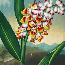 Image result for Renealmia