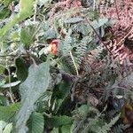 Image result for Impatiens gesneroidea