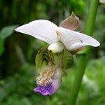 Image result for Eulophia horsfallii