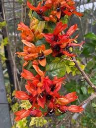 Image result for Ruttya fruticosa